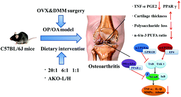 Graphical abstract: A low proportion n-6/n-3 PUFA diet supplemented with Antarctic krill (Euphausia superba) oil protects against osteoarthritis by attenuating inflammation in ovariectomized mice
