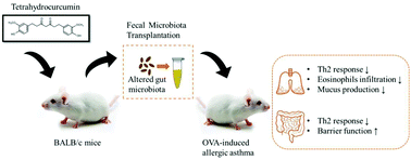 Graphical abstract: Tetrahydrocurcumin alleviates allergic airway inflammation in asthmatic mice by modulating the gut microbiota