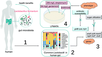 Graphical abstract: An optimized culture medium to isolate Lactobacillus fermentum strains from the human intestinal tract