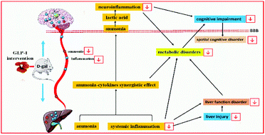 Graphical abstract: Polysaccharide from Ganoderma lucidum ameliorates cognitive impairment by regulating the inflammation of the brain–liver axis in rats