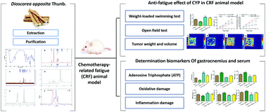 Graphical abstract: Effects of the polysaccharides extracted from Chinese yam (Dioscorea opposita Thunb.) on cancer-related fatigue in mice