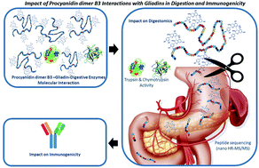 Graphical abstract: Unravelling the effects of procyanidin on gliadin digestion and immunogenicity