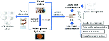 Graphical abstract: The necessity of enzymatically hydrolyzing walnut protein to exert antihypertensive activity based on in vitro simulated digestion and in vivo verification