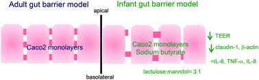 Graphical abstract: Sodium butyrate converts Caco-2 monolayers into a leaky but healthy intestinal barrier resembling that of a newborn infant