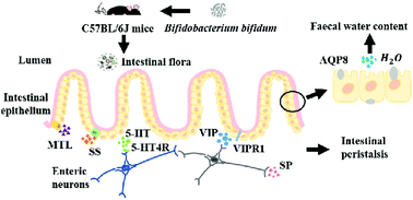 Graphical abstract: Different Bifidobacterium bifidum strains change the intestinal flora composition of mice via different mechanisms to alleviate loperamide-induced constipation