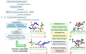 Graphical abstract: Purification of novel antioxidant peptides from myofibrillar protein hydrolysate of chicken breast and their antioxidant potential in chemical and H2O2-stressed cell systems