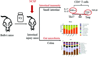Graphical abstract: A polysaccharide from natural Cordyceps sinensis regulates the intestinal immunity and gut microbiota in mice with cyclophosphamide-induced intestinal injury