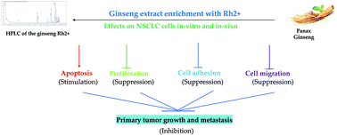Graphical abstract: Rh2-enriched Korean ginseng (Ginseng Rh2+) inhibits tumor growth and development of metastasis of non-small cell lung cancer
