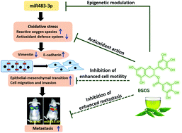 Graphical abstract: Oral administration of EGCG solution equivalent to daily achievable dosages of regular tea drinkers effectively suppresses miR483-3p induced metastasis of hepatocellular carcinoma cells in mice