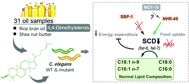 Graphical abstract: Differentiated 4,4-dimethylsterols from vegetable oils reduce fat deposition depending on the NHR-49/SCD pathway in Caenorhabditis elegans