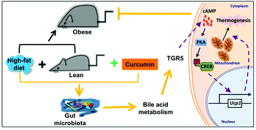 Graphical abstract: Gut microbiota mediates the effects of curcumin on enhancing Ucp1-dependent thermogenesis and improving high-fat diet-induced obesity
