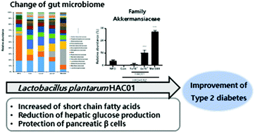 Graphical abstract: Lactobacillus plantarum HAC01 ameliorates type 2 diabetes in high-fat diet and streptozotocin-induced diabetic mice in association with modulating the gut microbiota