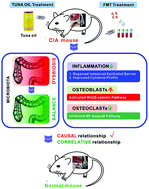 Graphical abstract: Gut microbiota mediated the protective effects of tuna oil on collagen-induced arthritis in mice