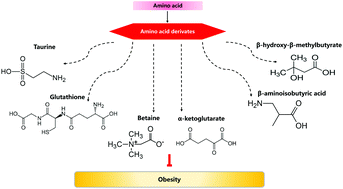Graphical abstract: Roles of amino acid derivatives in the regulation of obesity