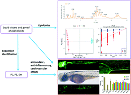 Graphical abstract: Characterization and bioactivities of phospholipids from squid viscera and gonads using ultra-performance liquid chromatography-Q-exactive orbitrap/mass spectrometry-based lipidomics and zebrafish models