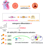 Graphical abstract: Cardamonin inhibits osteogenic differentiation of human valve interstitial cells and ameliorates aortic valve calcification via interfering in the NF-κB/NLRP3 inflammasome pathway
