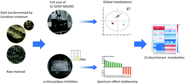 Graphical abstract: Potential hypoglycemic metabolites in dark tea fermented by Eurotium cristatum based on UPLC-QTOF-MS/MS combining global metabolomic and spectrum–effect relationship analyses
