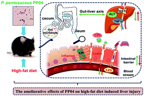 Graphical abstract: Pediococcus pentosaceus PP04 improves high-fat diet-induced liver injury by the modulation of gut inflammation and intestinal microbiota in C57BL/6N mice