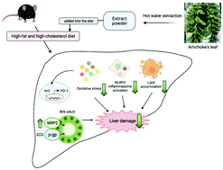 Graphical abstract: Artichoke leaf extract supplementation lowers hepatic oxidative stress and inflammation and increases multidrug resistance-associated protein 2 in mice fed a high-fat and high-cholesterol diet