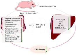 Graphical abstract: Lactobacillus casei LC89 exerts antidiabetic effects through regulating hepatic glucagon response and gut microbiota in type 2 diabetic mice