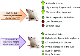 Graphical abstract: Strawberry phenolic extracts effectively mitigated metabolic disturbances associated with high-fat ingestion in rats depending on the ellagitannin polymerization degree