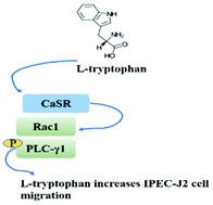 Graphical abstract: Tryptophan improves porcine intestinal epithelial cell restitution through the CaSR/Rac1/PLC-γ1 signaling pathway