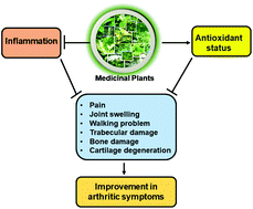 Graphical abstract: Inflammation and ROS in arthritis: management by Ayurvedic medicinal plants