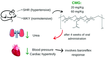 Graphical abstract: Carboxymethyl-glucan from Saccharomyces cerevisiae reduces blood pressure and improves baroreflex sensitivity in spontaneously hypertensive rats