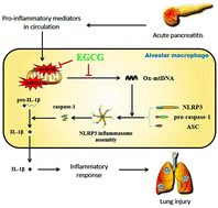 Graphical abstract: Epigallocatechin-3-gallate attenuates acute pancreatitis induced lung injury by targeting mitochondrial reactive oxygen species triggered NLRP3 inflammasome activation