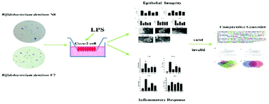 Graphical abstract: Bifidobacterium dentium N8 with potential probiotic characteristics prevents LPS-induced intestinal barrier injury by alleviating the inflammatory response and regulating the tight junction in Caco-2 cell monolayers