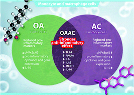 Graphical abstract: Anti-inflammatory effects of oleic acid and the anthocyanin keracyanin alone and in combination: effects on monocyte and macrophage responses and the NF-κB pathway