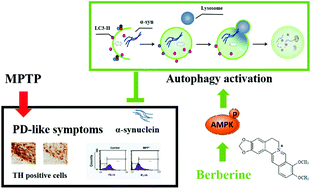 Graphical abstract: Protective effects of berberine against MPTP-induced dopaminergic neuron injury through promoting autophagy in mice