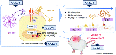 Graphical abstract: CCL01, a novel formulation composed of Cuscuta seeds and Lactobacillus paracasei NK112, enhances memory function via nerve growth factor-mediated neurogenesis