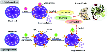 Graphical abstract: Inhibitory effect of paeoniflorin on IgE-dependent and IgE-independent mast cell degranulation in vitro and vivo