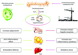 Graphical abstract: Carotenoids obtained from an ionic liquid-mediated process display anti-inflammatory response in the adipose tissue-liver axis