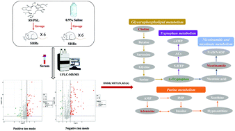 Graphical abstract: Potential mechanisms of the anti-hypertensive effects of RVPSL on spontaneously hypertensive rats using non-targeted serum metabolomics