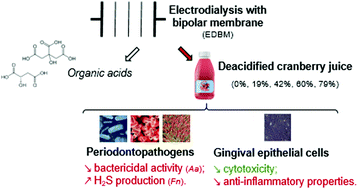 Graphical abstract: Effect of cranberry juice deacidification on its antibacterial activity against periodontal pathogens and its anti-inflammatory properties in an oral epithelial cell model