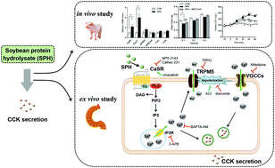 Graphical abstract: Soybean protein hydrolysate stimulated cholecystokinin secretion and inhibited feed intake through calcium-sensing receptors and intracellular calcium signalling in pigs