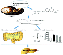 Graphical abstract: Chlorogenic acid inhibits trimethylamine-N-oxide formation and remodels intestinal microbiota to alleviate liver dysfunction in high l-carnitine feeding mice