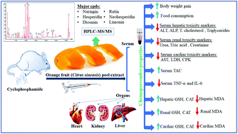 Graphical abstract: Orange fruit (Citrus sinensis) peel extract attenuates chemotherapy-induced toxicity in male rats