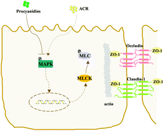 Graphical abstract: Procyanidin A1 and its digestive products prevent acrylamide-induced intestinal barrier dysfunction via the MAPK-mediated MLCK pathway