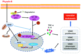 Graphical abstract: Physalin B inhibits PDGF-BB-induced VSMC proliferation, migration and phenotypic transformation by activating the Nrf2 pathway