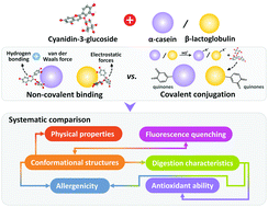 Graphical abstract: Covalent and non-covalent interactions of cyanidin-3-O-glucoside with milk proteins revealed modifications in protein conformational structures, digestibility, and allergenic characteristics