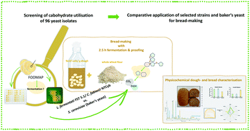 Graphical abstract: Lachancea fermentati FST 5.1: an alternative to baker's yeast to produce low FODMAP whole wheat bread