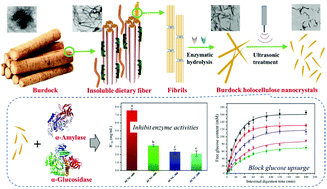 Graphical abstract: Green preparation of holocellulose nanocrystals from burdock and their inhibitory effects against α-amylase and α-glucosidase