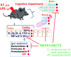 Graphical abstract: Alleviation of cognitive impairment by gut microbiota lipopolysaccharide production-suppressing Lactobacillus plantarum and Bifidobacterium longum in mice