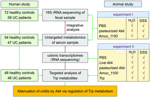 Graphical abstract: Akkermansia muciniphila and its outer protein Amuc_1100 regulates tryptophan metabolism in colitis