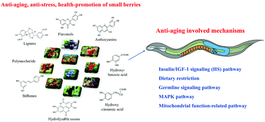 Graphical abstract: Small berries as health-promoting ingredients: a review on anti-aging effects and mechanisms in Caenorhabditis elegans