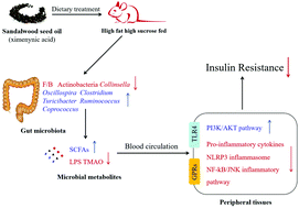 Graphical abstract: Sandalwood seed oil improves insulin sensitivity in high-fat/high-sucrose diet-fed rats associated with altered intestinal microbiota and its metabolites