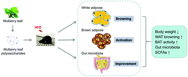 Graphical abstract: Mulberry leaf polysaccharides ameliorate obesity through activation of brown adipose tissue and modulation of the gut microbiota in high-fat diet fed mice